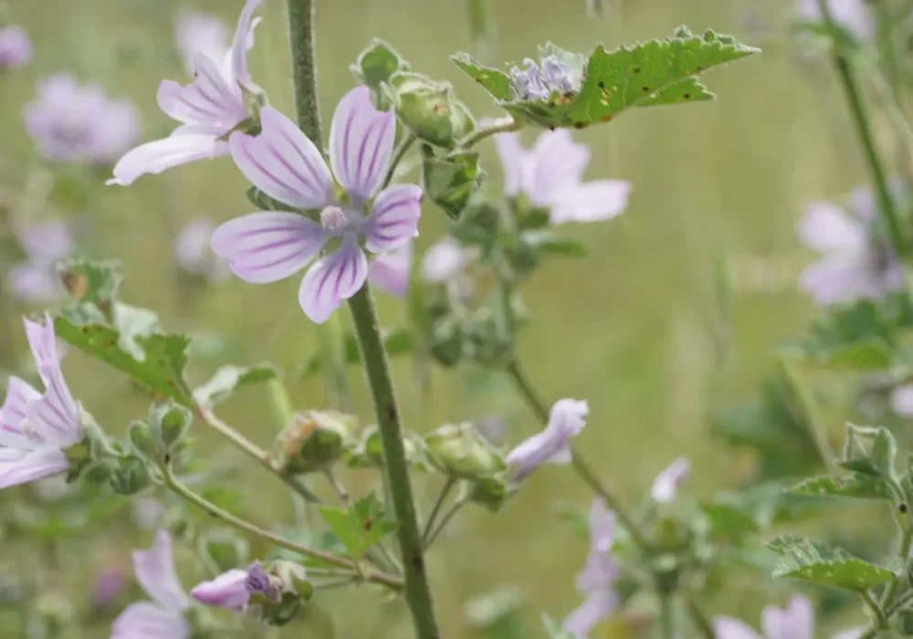 Malva